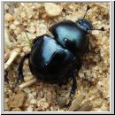 Trypocopris vernalis - Fruehlingsmistkaefer 02.jpg